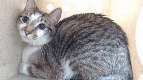 STACY, Adult Domestic Short Hair (medium coat), cat for adoption in Alhambra, California