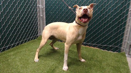 MILEY, an adoptable Pit Bull Terrier in Downey, CA