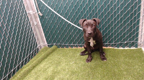 TYSON, an adoptable Cane Corso Mastiff in Downey, CA