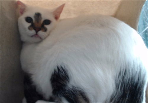 LT. WORF, Senior Domestic Short Hair (medium coat), cat for adoption in Alhambra, California