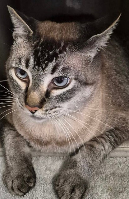 KITTY PURRY, Adult Siamese / Mixed (medium coat), cat for adoption in Alhambra, California