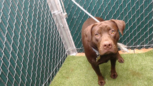 PENNY, an adoptable Labrador Retriever in Downey, CA