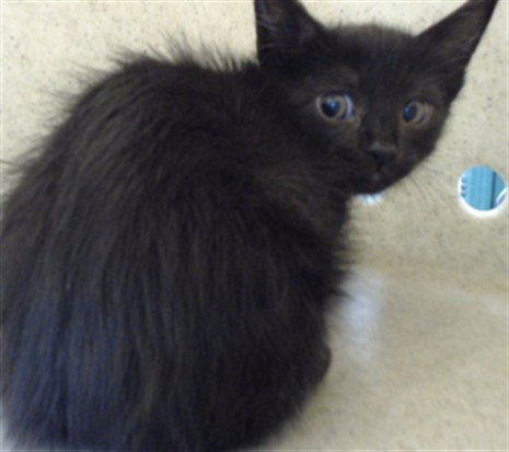 FRANNY, Baby Domestic Short Hair (medium coat), cat for adoption in Alhambra, California