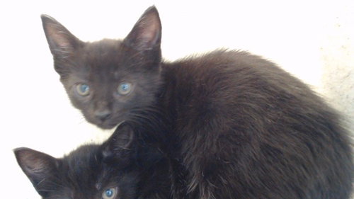 MAMI, Baby Domestic Short Hair (medium coat), cat for adoption in Alhambra, California