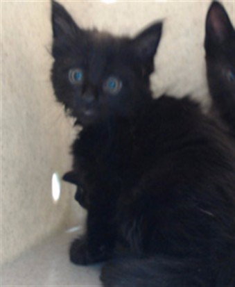 TAMMY, Baby Domestic Short Hair (medium coat), cat for adoption in Alhambra, California