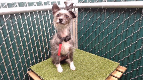 LUNA, an adoptable Miniature Schnauzer in Downey, CA