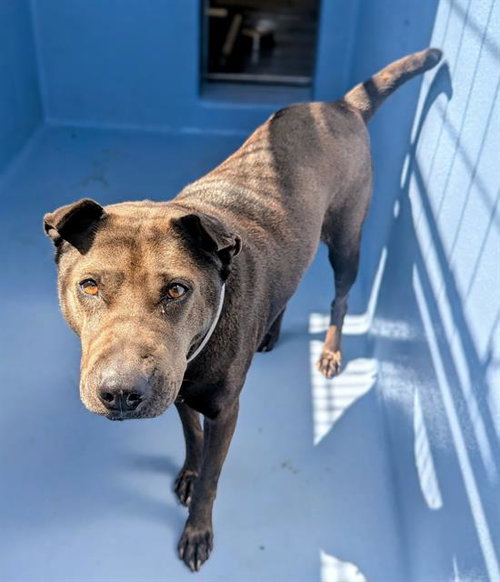 MAZIE, an adoptable Chinese Shar-Pei in Downey, CA