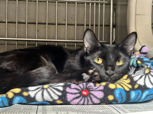 WEDNESDAY, Adult Domestic Short Hair (medium coat), cat for adoption in Paramount, California