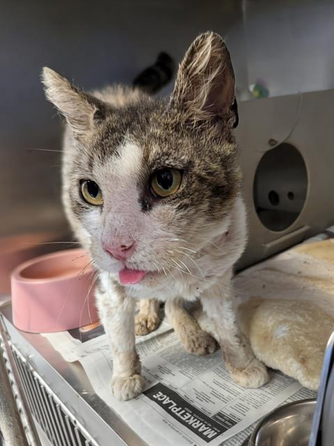 SHAYLA, Adult Domestic Short Hair (medium coat), cat for adoption in Paramount, California