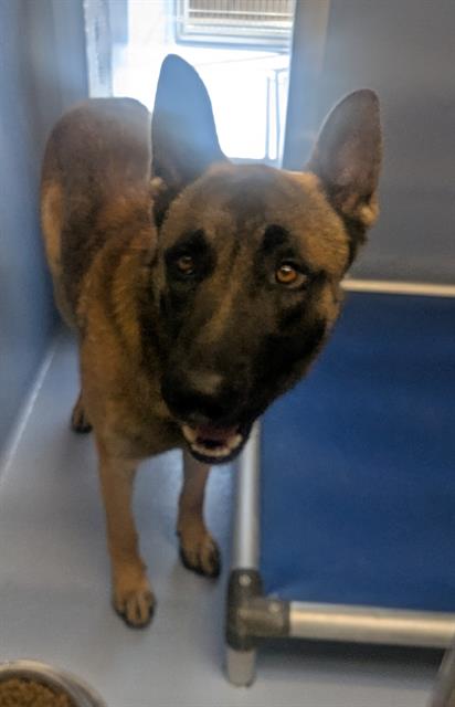 YOGI - Belgian Shepherd Malinois / German Shepherd Dog available for adoption
