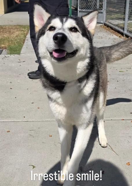 OSO, an adoptable Siberian Husky in Downey, CA