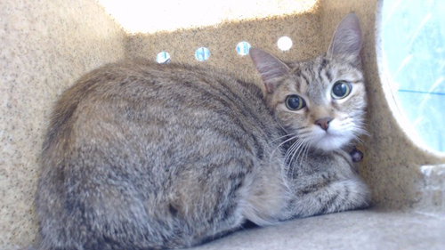 JIJI, an adoptable Domestic Short Hair in Downey, CA