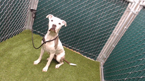 GENEVIEVE, an adoptable Pit Bull Terrier in Downey, CA