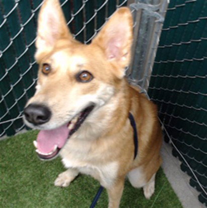 GINGER, an adoptable German Shepherd Dog in Downey, CA