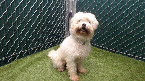 FLAFY, an adoptable Terrier in Downey, CA