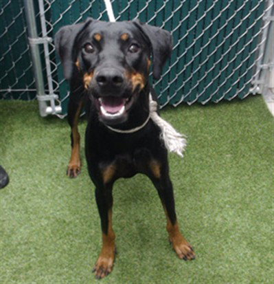 SALEM, an adoptable Doberman Pinscher in Downey, CA