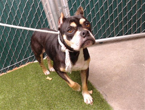 STORMY, an adoptable Bulldog in Downey, CA