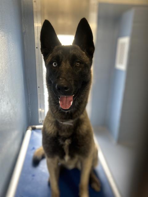 WINONA, an adoptable Belgian Shepherd Malinois in Downey, CA