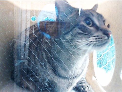 PICKLES, an adoptable Domestic Short Hair in Downey, CA