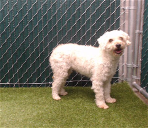 DULCE, an adoptable Terrier in Downey, CA