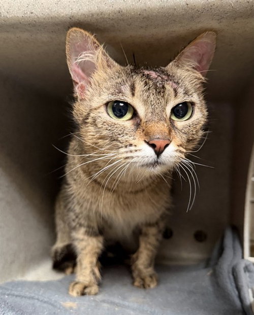 NALA, Adult Domestic Short Hair (medium coat), cat for adoption in Paramount, California