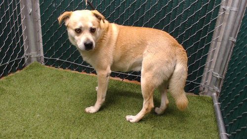 HORACE, an adoptable Labrador Retriever in Downey, CA