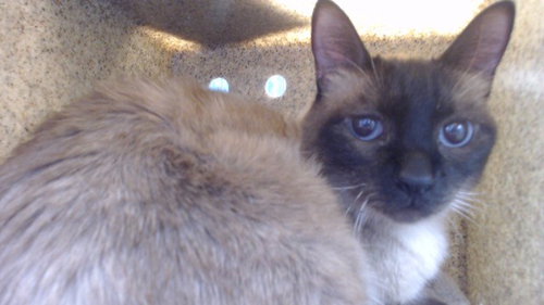 ARCHIE, an adoptable Domestic Medium Hair in Downey, CA