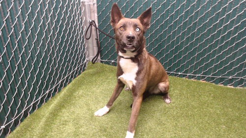 CHILLONA, an adoptable Siberian Husky in Downey, CA