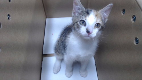 DAFFODIL, an adoptable Domestic Short Hair in Downey, CA