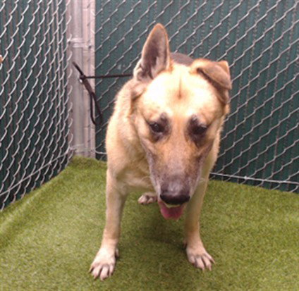 ZEUS LINK, an adoptable German Shepherd Dog in Downey, CA