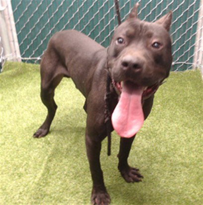 A5776958, an adoptable Pit Bull Terrier in Downey, CA