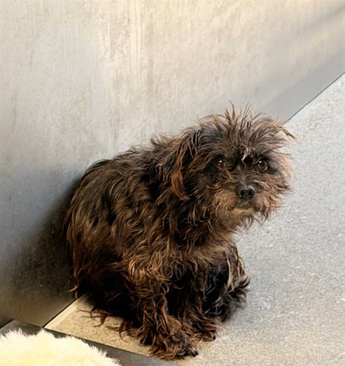 TAWNIE, an adoptable Terrier in Downey, CA