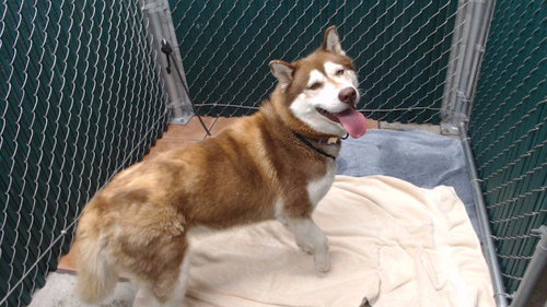 BONNIE, an adoptable Husky in Downey, CA