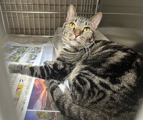 CHANCE, Adult Domestic Short Hair (medium coat), cat for adoption in Paramount, California