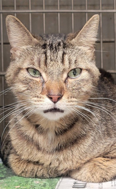 BOOTS, Adult Domestic Short Hair (medium coat), cat for adoption in Paramount, California