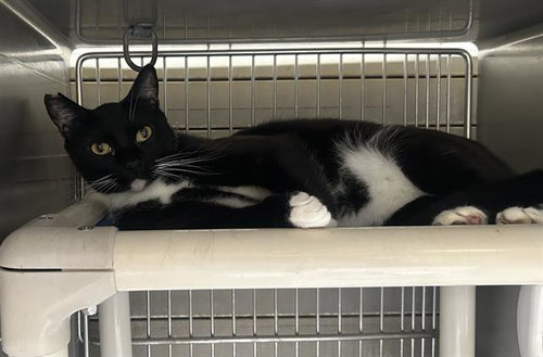 ROGER, Adult Domestic Short Hair (medium coat), cat for adoption in Paramount, California