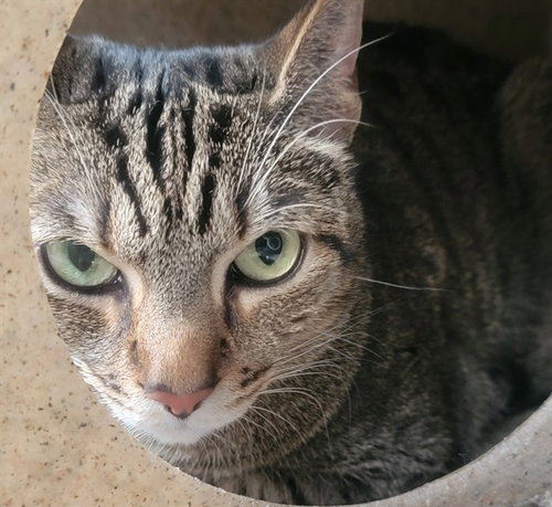 PRINCESA, Adult American Shorthair (medium coat), cat for adoption in Paramount, California