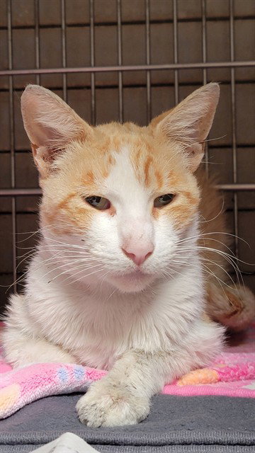 MANGO, Senior Domestic Short Hair (medium coat), cat for adoption in Paramount, California