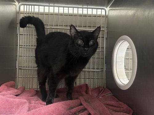 LUCILLE, Senior Domestic Short Hair (medium coat), cat for adoption in Paramount, California