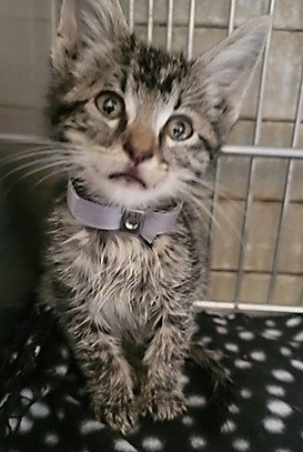 BRANDO, Baby Domestic Short Hair (medium coat), cat for adoption in Paramount, California