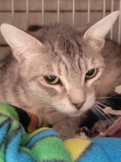 MACCHIATO, Young Domestic Short Hair (medium coat), cat for adoption in Paramount, California