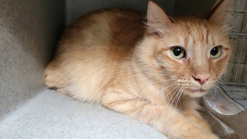 SIMBA, Adult Domestic Long Hair (medium coat), cat for adoption in Paramount, California