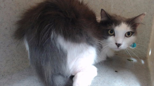 BISCUIT, Adult Domestic Long Hair (medium coat), cat for adoption in Paramount, California