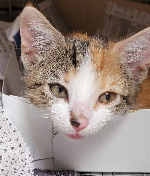 DAFFODIL, Baby Domestic Short Hair (medium coat), cat for adoption in Paramount, California