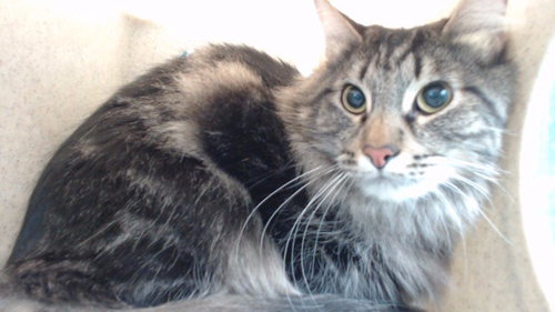 CHAOS, Adult Domestic Medium Hair (medium coat), cat for adoption in Paramount, California