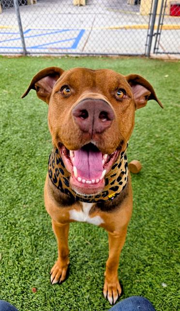 MADURO, an adoptable Doberman Pinscher in Downey, CA