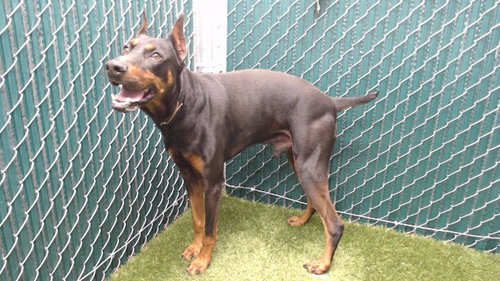 BRUNO, an adoptable Doberman Pinscher in Downey, CA