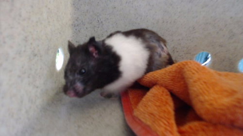 NIBBLES
