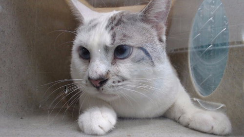 TOM