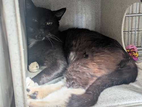 MINOS, Adult Domestic Short Hair (short coat), cat for adoption in Alhambra, California